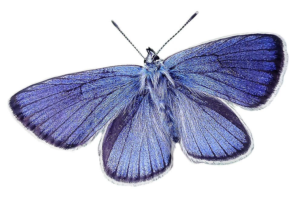 butterfly-2436395_1280